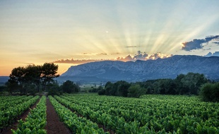Près de 80 tableaux signés Paul Cézanne font trôner la Sainte-Victoire dans les collections du monde entier.