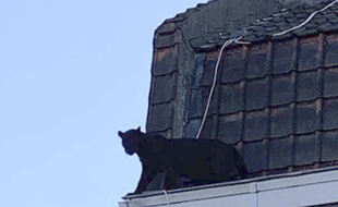 La panthère noire d'Armentières.
