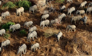 Pour tenter de sauver les derniers éléphants du Tchad décimés par des bandes organisées de trafiquants d'ivoire venues du Soudan voisin, les défenseurs de l'environnement se sont résolus à adopter des méthodes paramilitaires, alliant réseaux de renseignements et techniques de combat modernes.