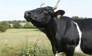 Agée de six ans, Fine est une Bretonne pie noir qui mesure 1,17 mètre de haut et pèse 450 kilos.