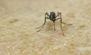 Un moustique Aedes Aegypti, porteur du virus Zika, photographié au laboratoire de recherche CIDEIM à Cali en Colombie le 25 janvier 2016