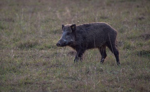 Une chasseuse de 25 ans a tué son père alors qu'elle visait un sanglier en Loire-Atlantique le dimanche 1er janvier 2017. (Illustration)