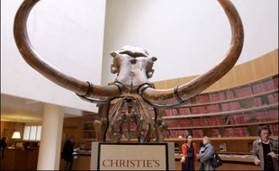Des squelettes de mammouth, d'ours des cavernes et de rhinocéros laineux seront quelques-unes des curiosités naturelles mises en vente le 16 avril chez Christie's à Paris, qui inaugure pour l'occasion un système de vente en ligne, a annoncé mardi la maison d'enchères.