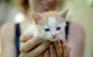 Illustration d'un chaton.