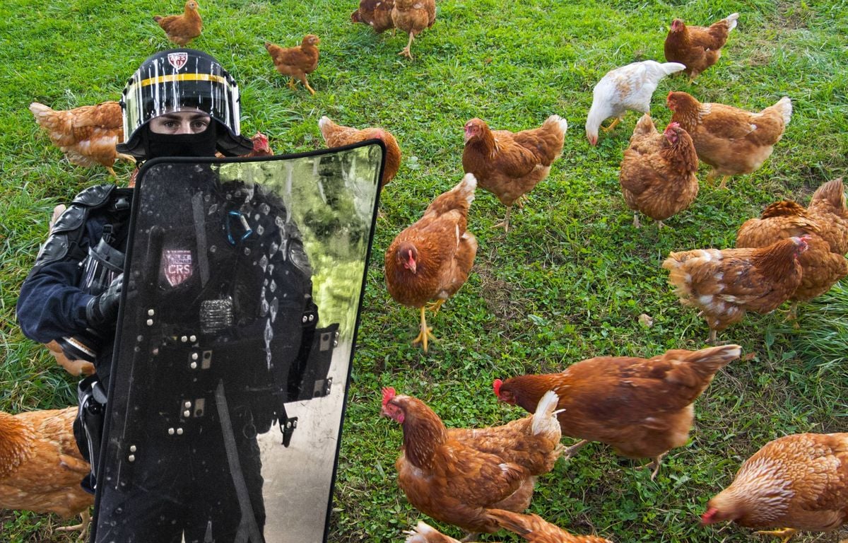 Assemblée nationale : Les poules de Yaël Braun-Pivet nourries par les CRS qui surveillent sa maison ?
