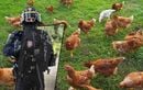 Les poules de Yaël Braun-Pivet nourries par les poulets qui surveillent sa maison ?