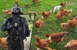 Les poules de Yaël Braun-Pivet nourries par les poulets qui surveillent sa …
