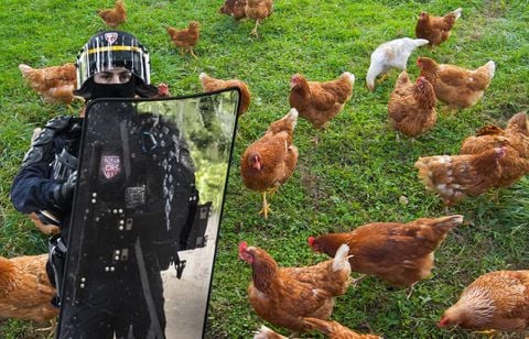 Les poules de Yaël Braun-Pivet nourries par les poulets qui surveillent sa maison ?