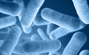 Illustration de bactéries qui composent le microbiote.