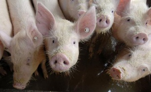 Les professionnels de la filière porcine du monde entier dénoncent l'appellation qui a été faite de la «grippe porcine».