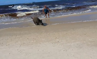 Un sanglier sortant de sa baignade en Pologne.