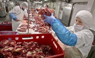 Un abattoir roumain, le 12 février 2013.