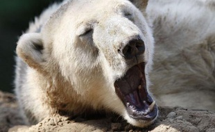 Knut est kaputt. Le célèbre ours blanc du zoo de Berlin est mort samedi 19 mars âgé d’à peine 4 ans.
Retour sur son destin tragique…