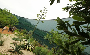Illustration. Au Muséum, dans le jardin botanique
Agave weberi est sur le point de fleurir. 1er/06/2012 Toulouse