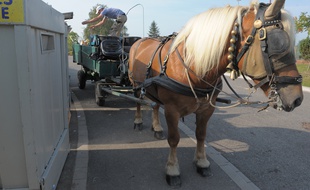 Hé oui, le ramassage des déchets ménagers à Strasbourg par des chevaux était un poisson d'avril. Mais Quadrille est bien employée par la commune de Lampertheim. (Archives)