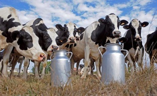 La Fédération nationale des industries laitières (FNIL) a dénoncé jeudi la position "oligarchique" de la grande distribution en France, qui bloque toute négociation sur le prix du lait, à la veille d'une table ronde lundi dont elle avoue ne rien attendre.