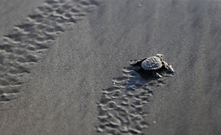 Un bébé tortue en route vers l'Océan.