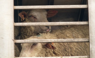 Des moutons dans un abattoir (illustration).