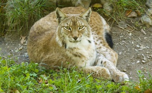 Illustration. Un lynx réintroduit dans le Jura