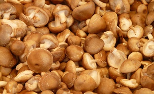 Champignons shiitaké, cueillette du jour