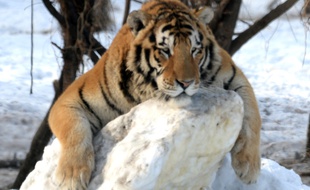 Un tigre de Sibérie dans le parc de Harbin, en Chine, le 6 janvier 2014.