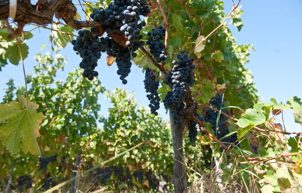 Gironde : Plus de 30 % des viticulteurs « en difficulté », selon une enquête sur les exploitations