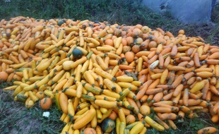Un couple de maraîchers bio du Tarn-et-Garonne se sont retrouvés avec 5 tonnes de courgettes sur les bras et ont poussé un coup de gueule sur Facebook.