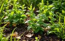 Oseille épinard : la plante vivace à semer en août pour récolter sans effort dès l’automne et chaque printemps