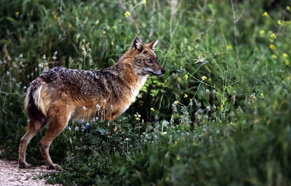 Loire-Atlantique : Un chacal doré repéré pour la première fois