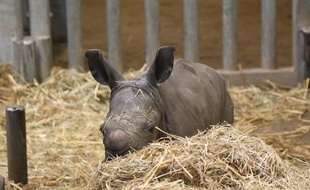 Le petit rhinocéros blanc du Sud, né à Pairi Daiza, le 25 novembre 2019.