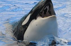 Non, une dresseuse n’a pas été tuée par une orque dans un parc aquatique