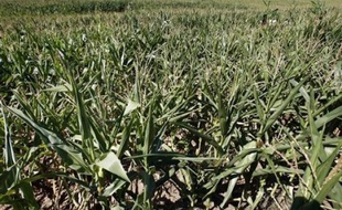 La culture de maïs de Monsanto en France reste suspendue, a annoncé jeudi le gouvernement après la vive polémique suscitée par la publication de l'avis d'une agence publique selon laquelle ce produit ne présente aucun danger sanitaire.
