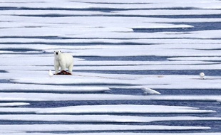 Illustration d'un ours polaire.