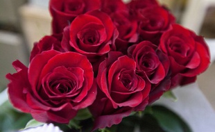 Un bouquet de roses (illustration).