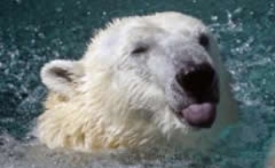 ours polaire