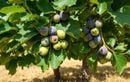 Ce geste souvent ignoré en août fait grossir vos figues et décuple la récolte de fin d’été