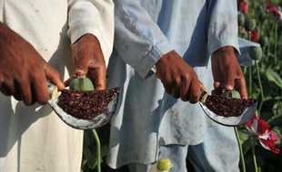 L'ampleur de la production d'opium en Afghanistan, qui nourrit la corruption aussi bien que l'insurrection talibane, fait courir le risque de l'apparition d'un "Etat narco-criminel" dans les années à venir, a dénoncé mercredi un haut responsable américain dans un rapport.