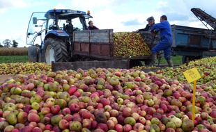 Illustration de la récolte de pommes à cidre chez un producteur de Bédée en Ille-et-Vilaine.