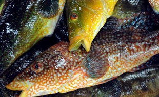 Selon un rapport de la Commission, en mer Méditerranée, 80% des stocks de poisson sont victimes de la surpêche. La situation s'améliore toutefois "lentement" dans les eaux européennes de l'Atlantique, où la proportion des stocks surpêchés est passée de 94% en 2005 à 63% en 2011, et 47% en 2012.