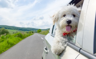 On the road! Les chiens ont aussi droit à des vacances.