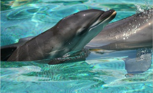 Un delphineau vient de voir le jour à Marineland (Antibes). Le parc compte désormais douz dauphins.