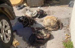 Un charnier canin découvert chez une femme déjà condamnée pour maltraitance