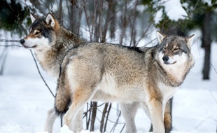 Deux loups: illustration