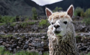 Illustration de lama.