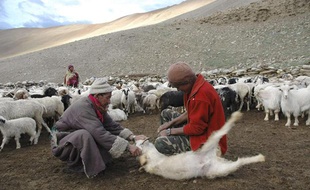 Un élevage de chèvres du Cachemire, en Inde.