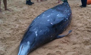 Photo publiée le 14 octobre 2014 par une association de protection et de recherche sur les animaux marins (ORRCA) et montrant une baleine à bec, échouée sur une plage à 150 km au nord de Sydney
