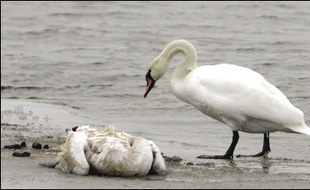 Plusieurs pays riverains de la mer Baltique, dont la Pologne, ont renforcé mercredi leurs mesures de protection, après la découverte sur l'île allemande de Rügen de cygnes sauvages morts du virus H5N1 de la grippe aviaire.