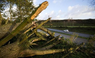 Un arbre arraché par la tempête Ulla, le 15 février 2014 à Pont-de-Buis en Bretagne