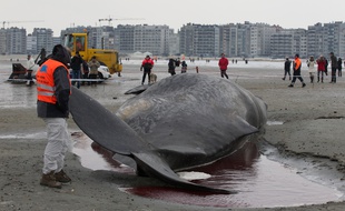 Un cachalot échoué à Ostende en 2012