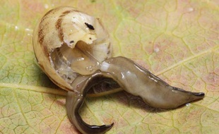 Un plathelminthe de Nouvelle-Guinée photographié le 3 février 2014 au Musée d'histoire naturelle alors que ce ver plat est en train de dévorer un escargot